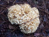 Sparassis crispa image