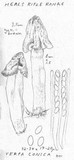 Verpa conica image