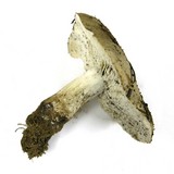 Melanoleuca evenosa image