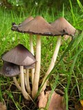 Coprinopsis acuminata image