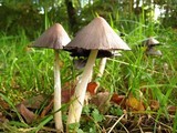 Coprinopsis acuminata image