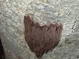 Stemonaria longa image