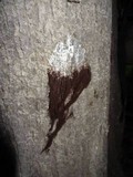 Stemonaria longa image