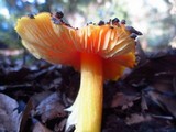 Hygrocybe aurantiosplendens image