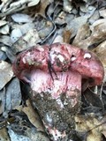 Hygrophorus russula image