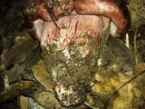 Hygrophorus russula image