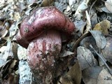 Hygrophorus russula image