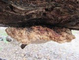 Fomitopsis cajanderi image