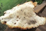 Fomitopsis cajanderi image