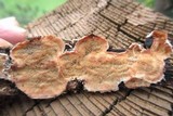 Phlebia radiata image