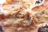 Phlebia radiata image