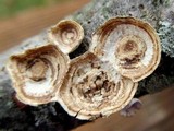 Poronidulus conchifer image