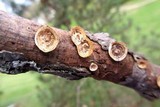 Poronidulus conchifer image
