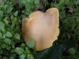 Cuphophyllus pratensis image