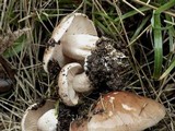 Hebeloma sinapizans image