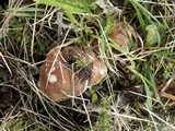 Hebeloma sinapizans image
