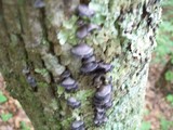 Resupinatus applicatus image