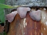 Resupinatus applicatus image