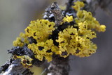 Vulpicida canadensis image