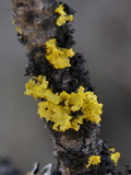 Vulpicida canadensis image