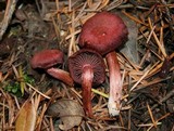 Tubaria punicea image