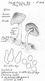 Pluteus plautus image