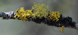 Vulpicida canadensis image