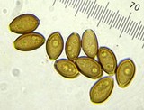 Psilocybe merdaria image