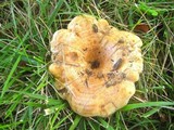 Lactarius psammicola image