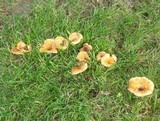 Lactarius psammicola image