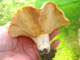 Lactarius psammicola image