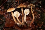 Tricholoma aurantio-olivaceum image