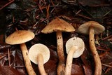 Tricholoma aurantio-olivaceum image