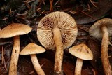 Tricholoma aurantio-olivaceum image
