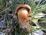 Cortinarius rubellus image
