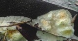 Gyrodontium sacchari image