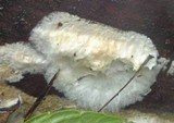 Gyrodontium sacchari image