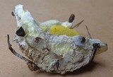 Gyrodontium sacchari image