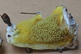 Gyrodontium sacchari image