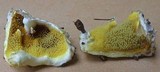 Gyrodontium sacchari image