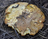Suillus tomentosus image
