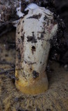 Suillus tomentosus image