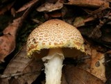 Lepiota magnispora image