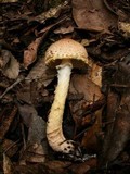 Lepiota magnispora image