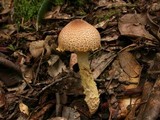 Lepiota magnispora image