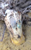 Suillus tomentosus image