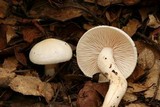 Hygrophorus eburneus image