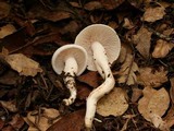 Hygrophorus eburneus image