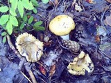 Russula claroflava image