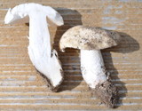 Amanita alpinicola image